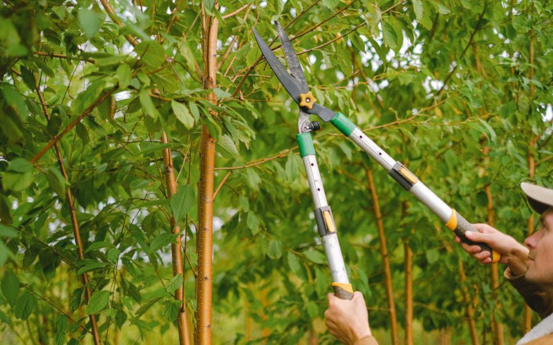 Tree trimming in Kensal, ND