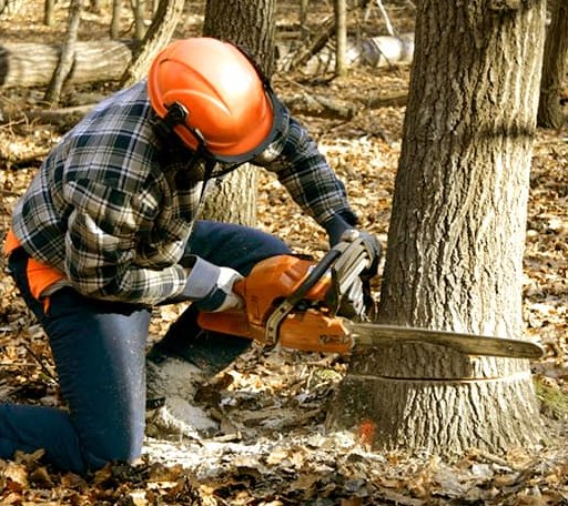Tree Removal in Kensal, ND